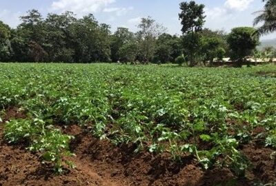 Healthy organic potato crop grown by trained IDPs in Santa