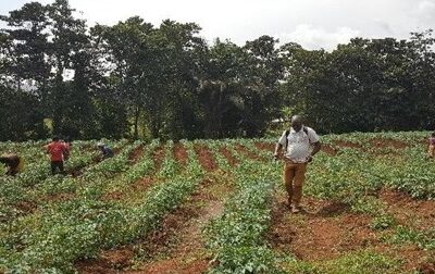 UNIMAC field supervision of the organic potato farm in Santa Subdivision