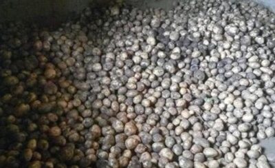 Harvested potatoes in storage after the UNIMAC organic potato farming project