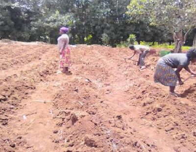 Women preparing potato ridges during UNIMAC organic potato farming training in Santa