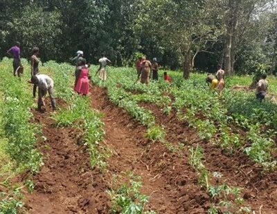 IDPs and host-community youths and women weeding potato ridges in Santa