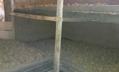 Potato seed storage shelves supporting a local seed system in Santa